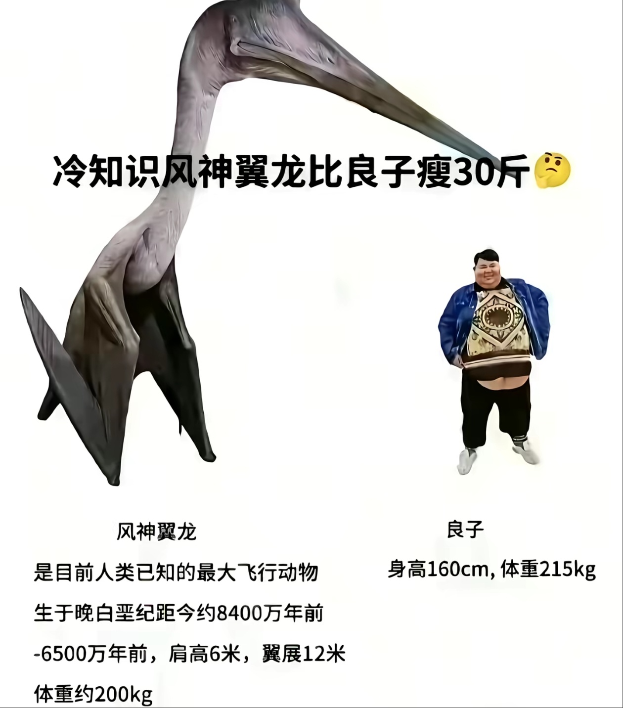 冷知识：翼龙比良子瘦